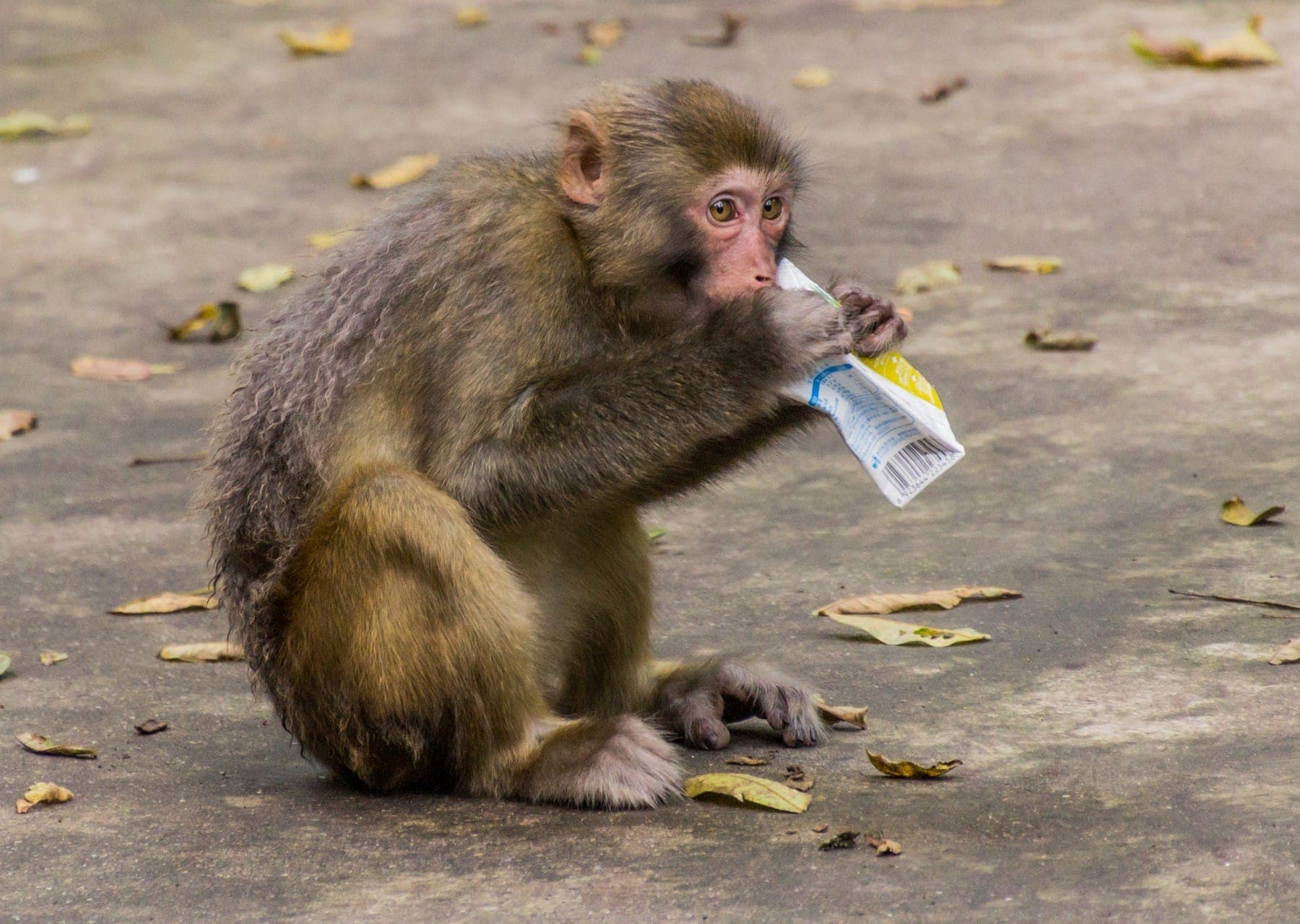 قرود جائعة تهاجم حي شهير في الخرطوم