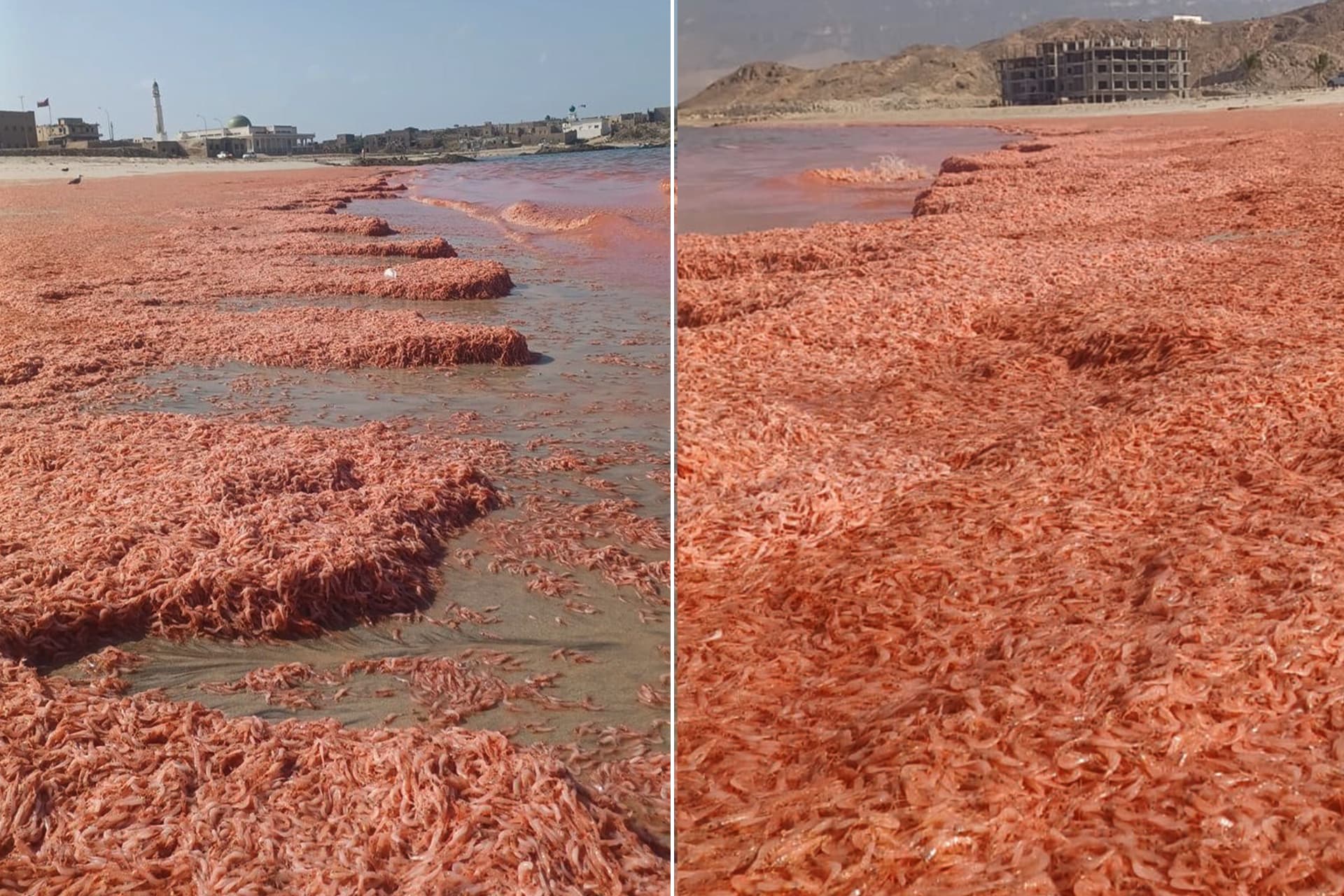 150 دولارا للكيلوغرام.. هل يتحول روبيان عمان النافق إلى ذهب بحري