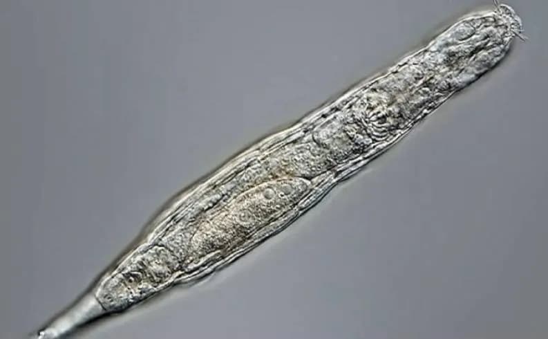 دودة الزومبي تعود إلى الحياة بعد 24 ألف عام... وتبدأ بالتكاثر