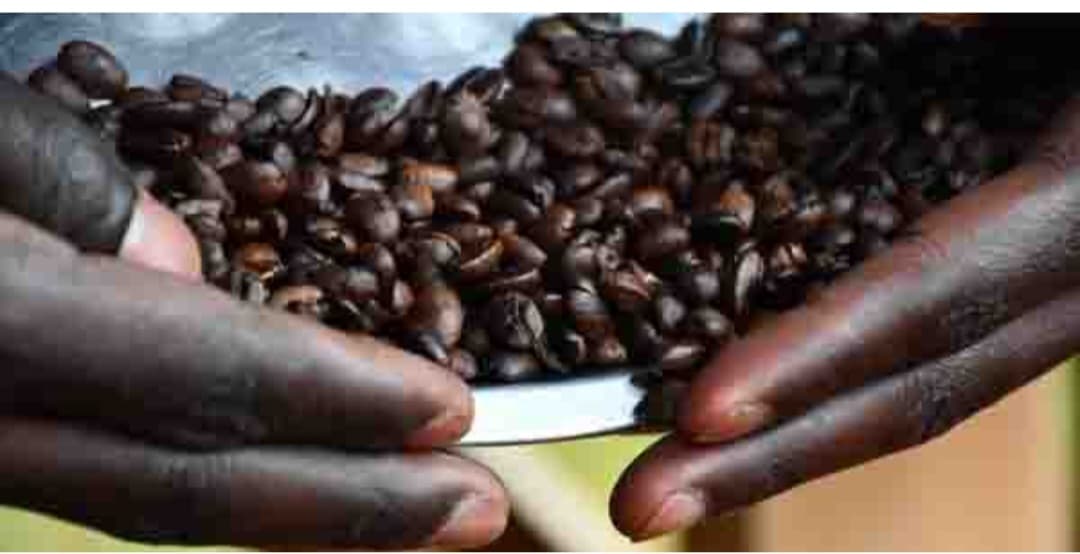 قادة أوغندا يدفعون بمزارعي لانغو نحو زراعة البن لتعزيز الدخل ومواجهة الفقر