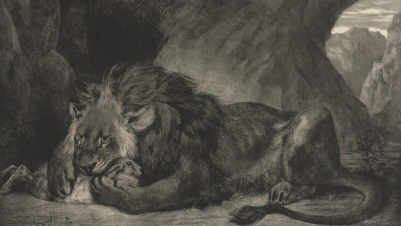 اسد الاطلس , أقوى أسد عاش على وجه الأرض , موطنه المملكة المغربية020 اسد الاطلس , أقوى أسد عاش على وجه الأرض , موطنه المملكة المغربية