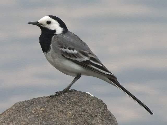 ماذا تعني  مغادرة أم قيردون سماء السودان  راصد جوي يوضح