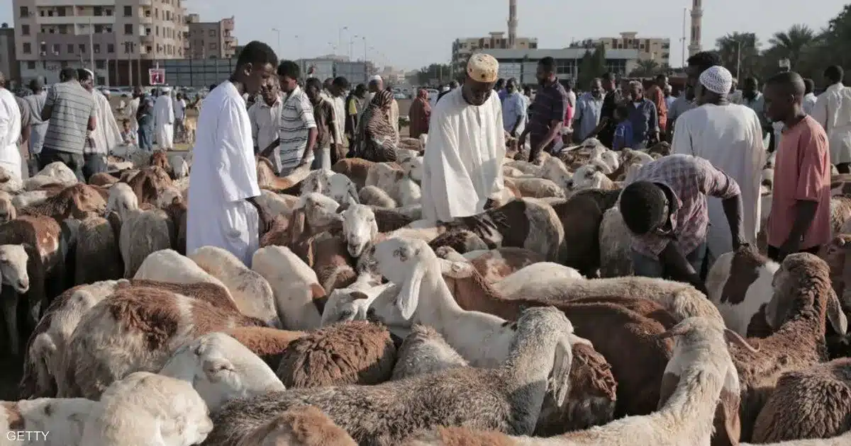 الأضحية صارت حلما.. الخروف ينافس التكتك في السعر