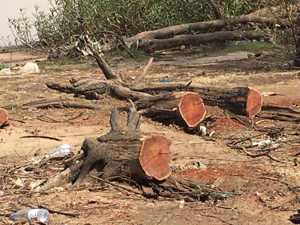 خبير زراعي يحذر من الآثار المترتبة على إزالة الغطاء الغابي في السودان