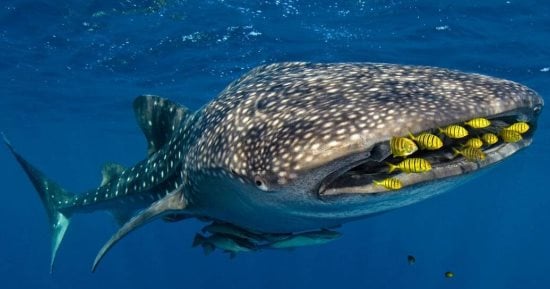 القرش الحوتي يزور مياه الغردقة.. ومحميات البحر الأحمر: مسالم ولا يشكل خطرا