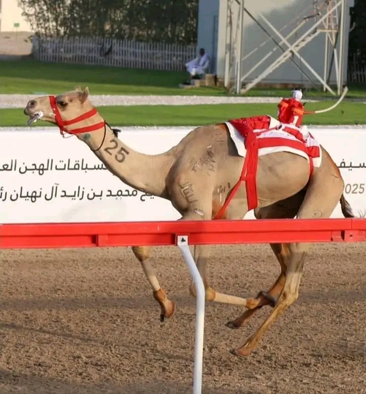 شكوك حول علاقته بقيادات الامارات وموقفه من دعم الجيش ..  رفض واسع لترشح سعد العمدة وغليان وسط أصحاب الهجن