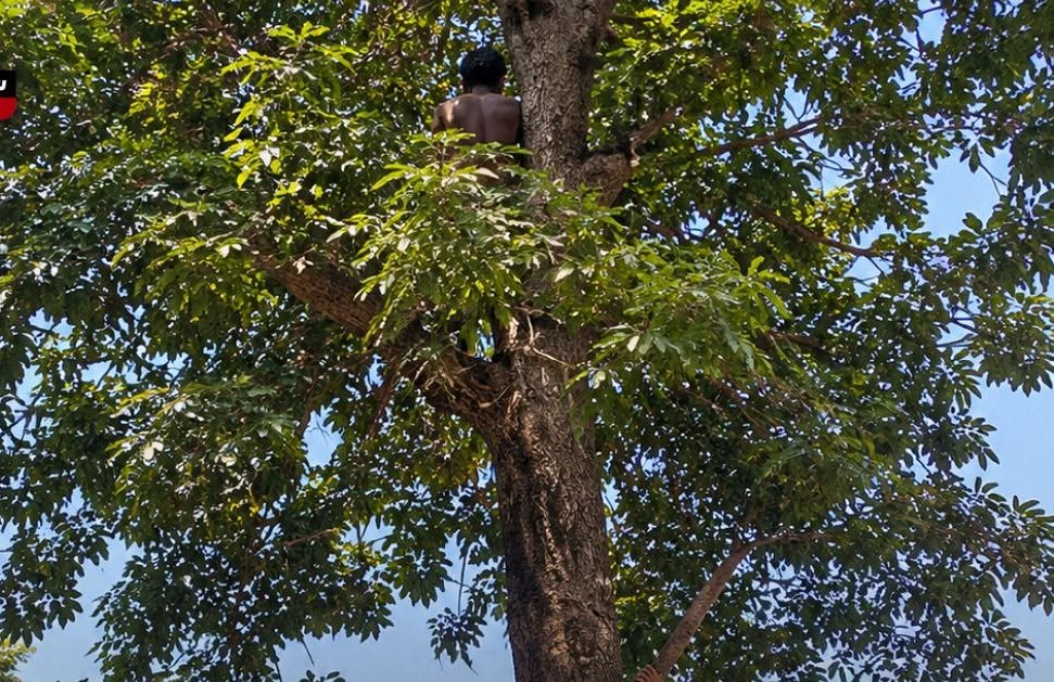 شاب سوداني يتسلق شجرة في شبرا بالقاهرة ويرفض النزول  