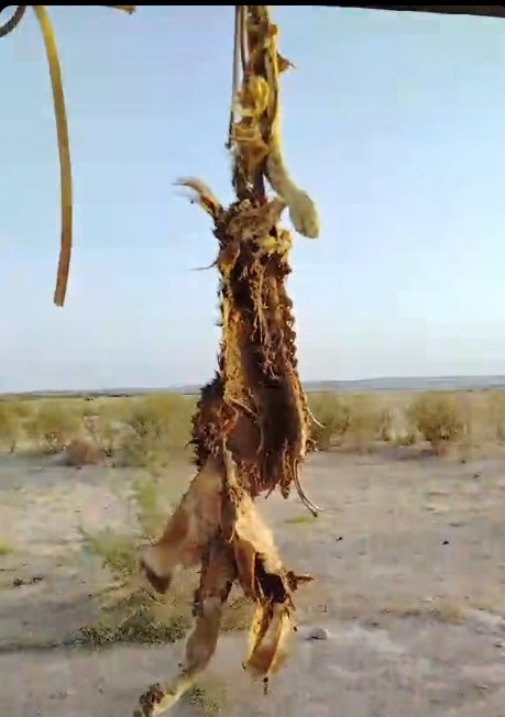 العثور على ملحمة كلاب في وادي حلفا يثير الجدل  