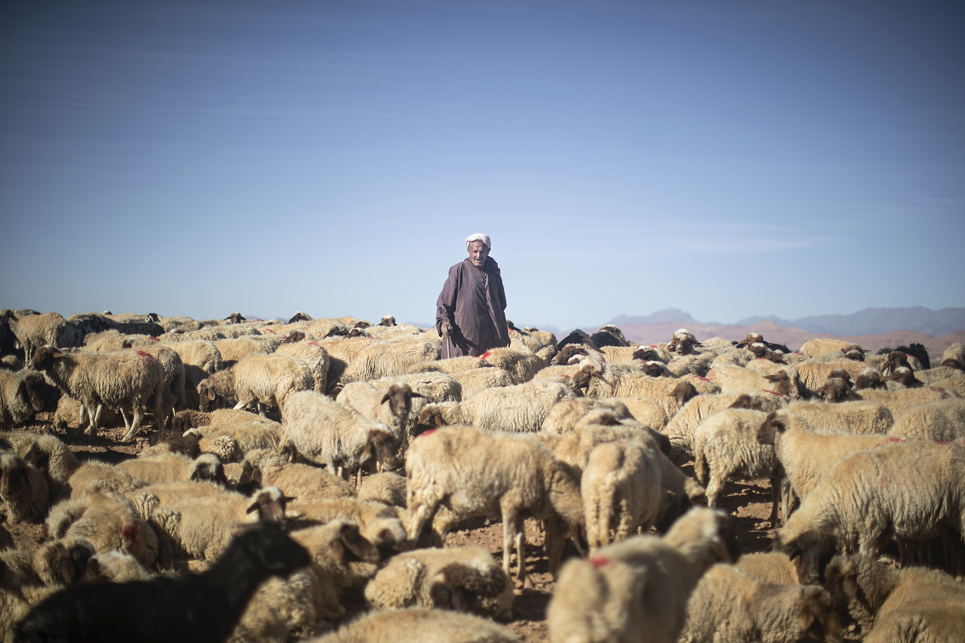 عيد بلا أضحية في المغرب.. ما علاقة ذلك بالجفاف وتغير المناخ020 عيد بلا أضحية في المغرب.. ما علاقة ذلك بالجفاف وتغير المناخ