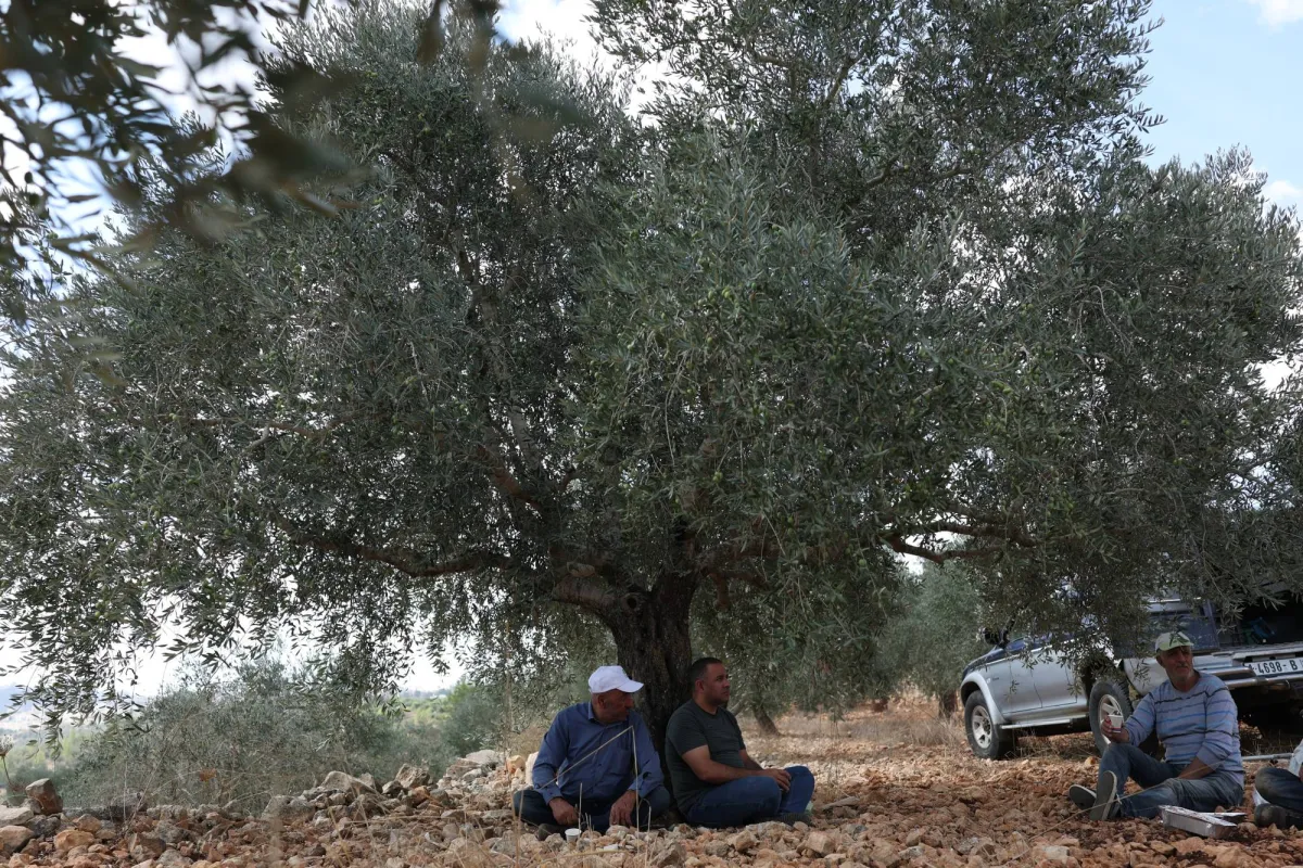 نصف مليون فلسطيني في الضفة يخشون تدمير المستوطنين والجيش لموسم الزيتون