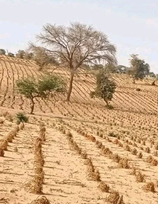 دارفور حقول بلا ماء.. موسم على حافة الخطر  