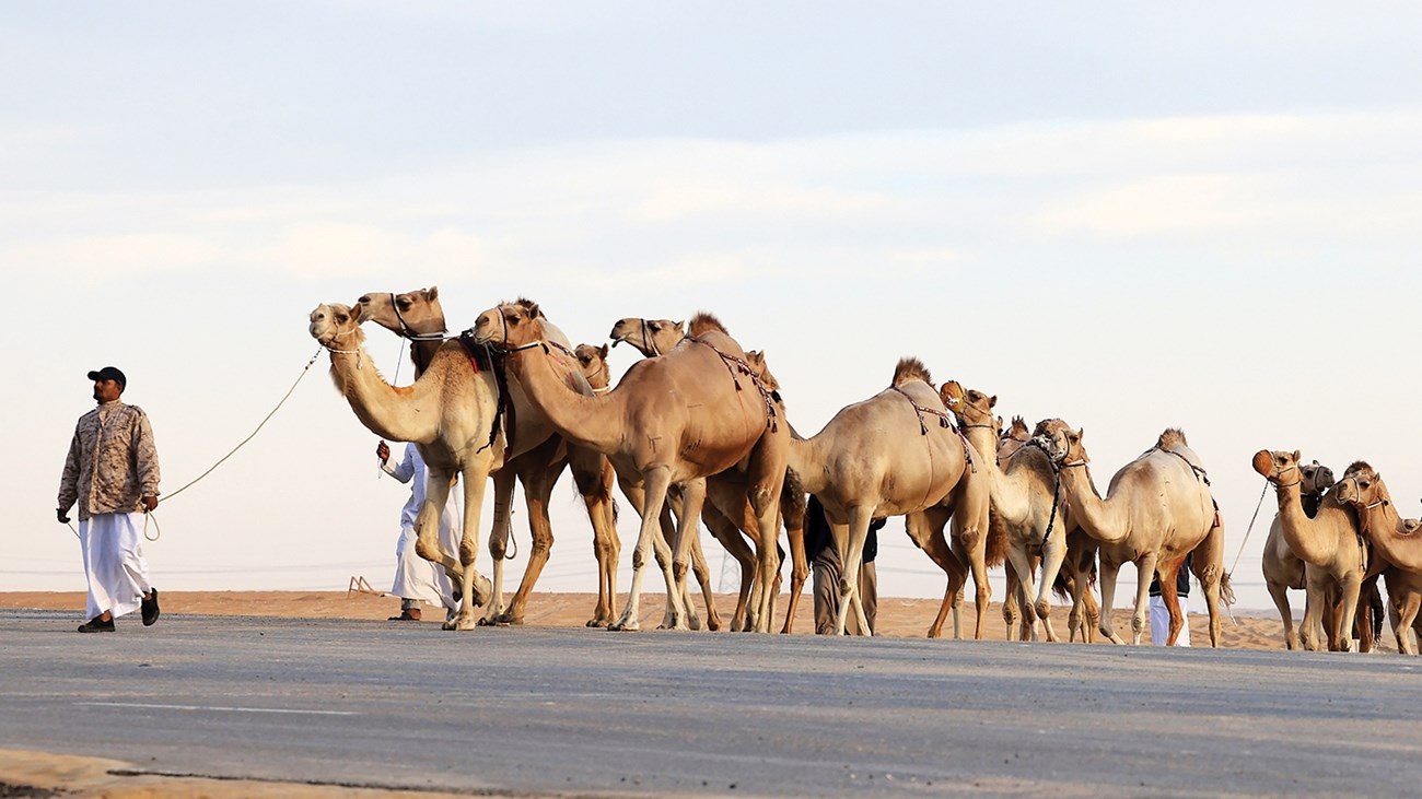 شاهد بالفيديو.. عريس سوداني بالقضارف يحصل على هدايا غير مسبوقة من أصدقائه عبر عن قافلة من الإبل020 شاهد بالفيديو.. عريس سوداني بالقضارف يحصل على هدايا غير مسبوقة من أصدقائه عبر عن قافلة من الإبل
