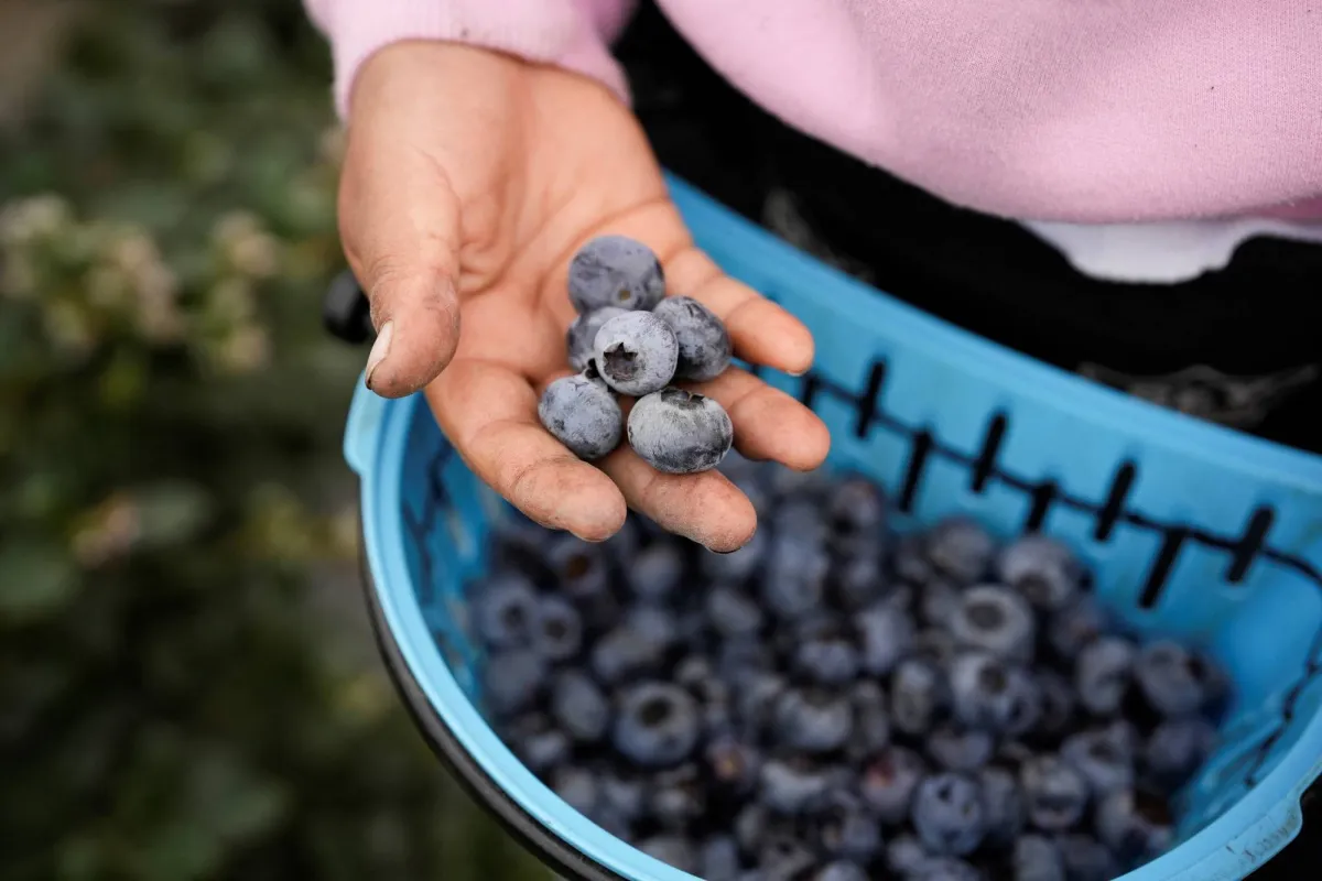 ماذا يحدث لجسمك عند تناول التوت الأزرق بانتظام