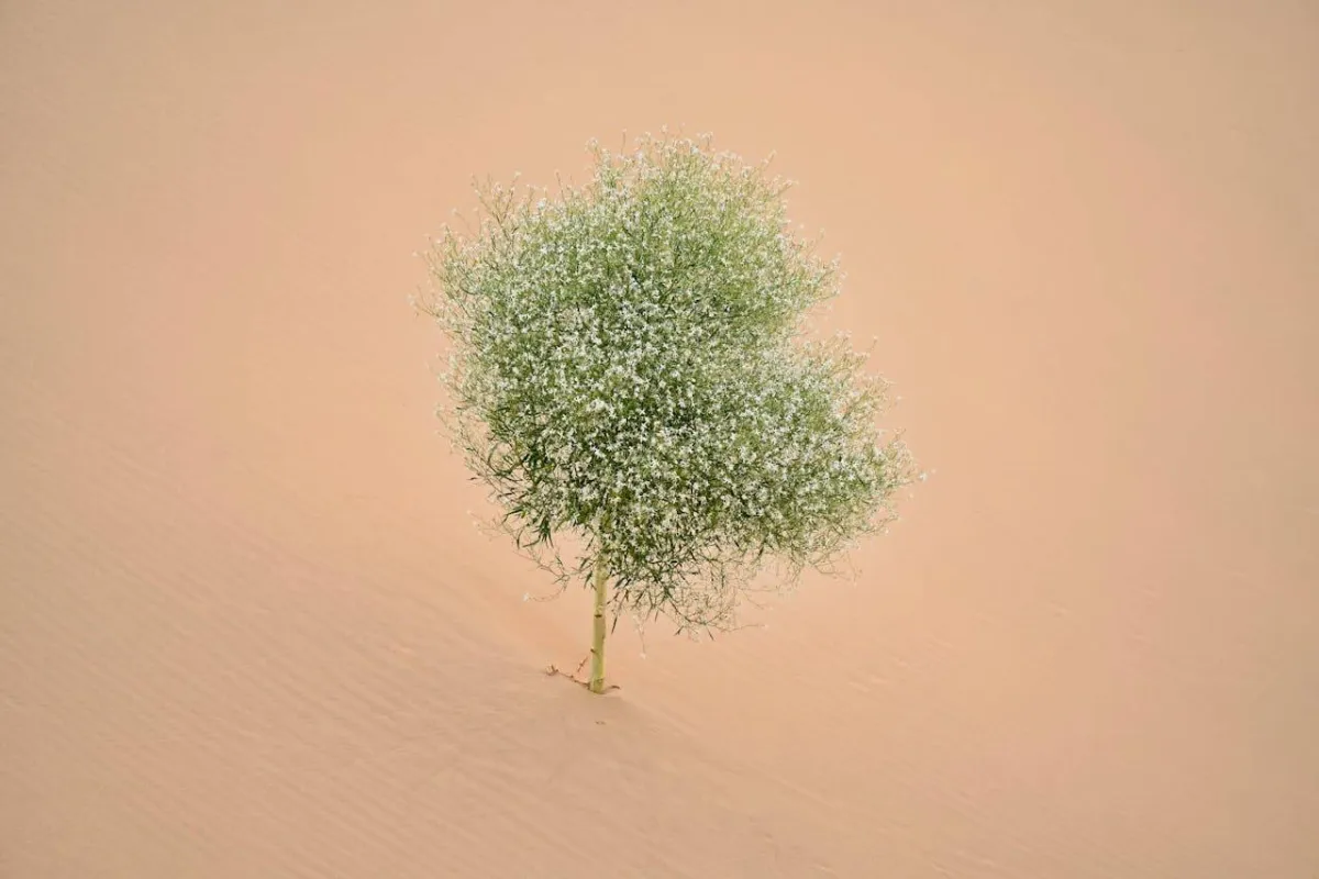 فاليوم طبيعي... تعرف على جذر الناردين لعلاج القلق والأرق