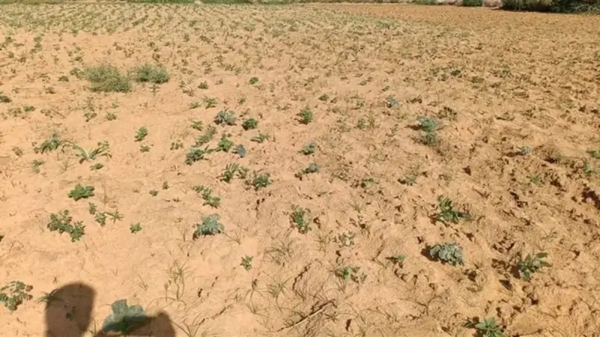 النينيو تغير ملامح دارفور.. صور الأقمار الاصطناعية ترصد تراجع الغطاء النباتي