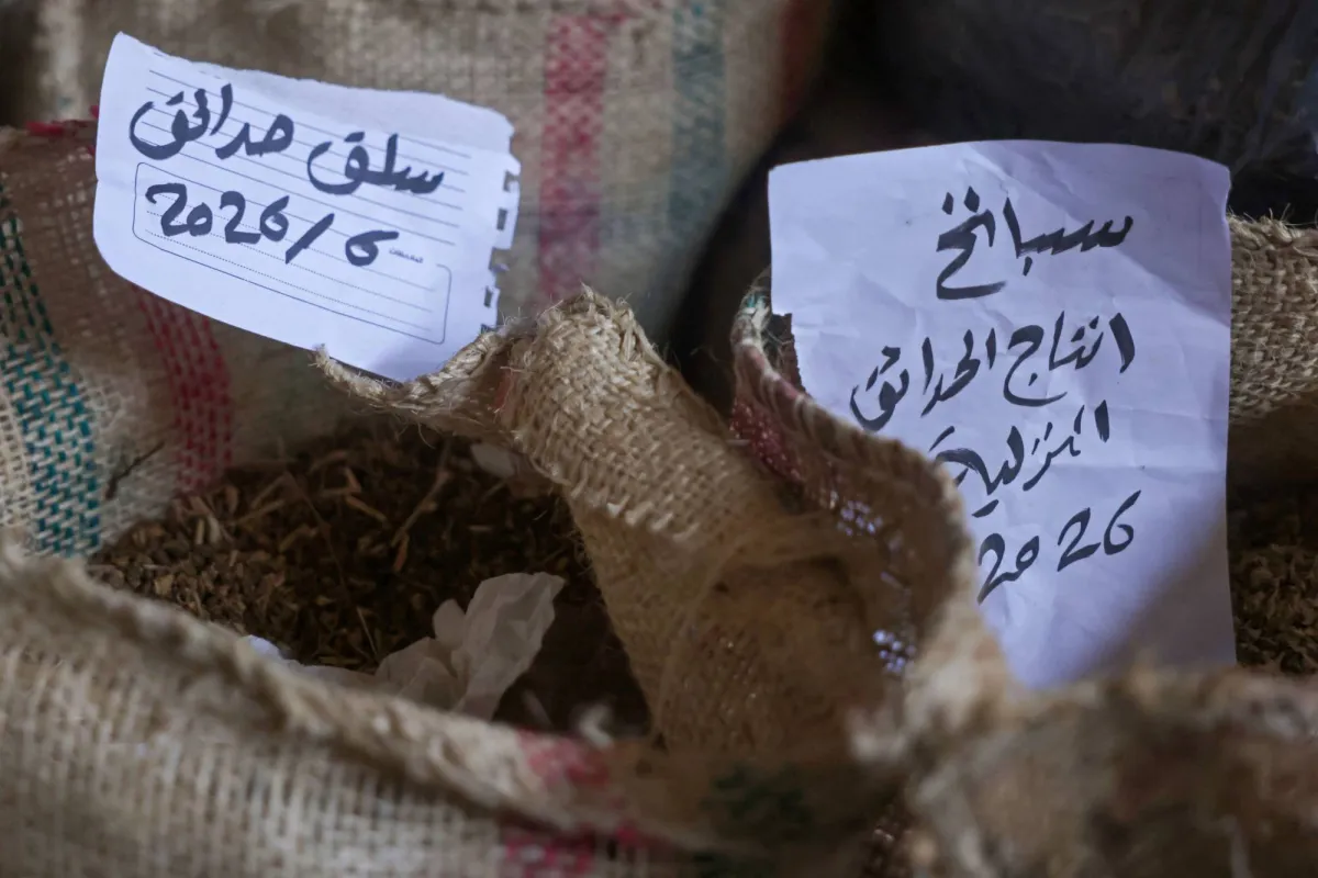 بنك للبذور المحلية في غزة يمنح بارقة أمل للقطاع الزراعي المدمر