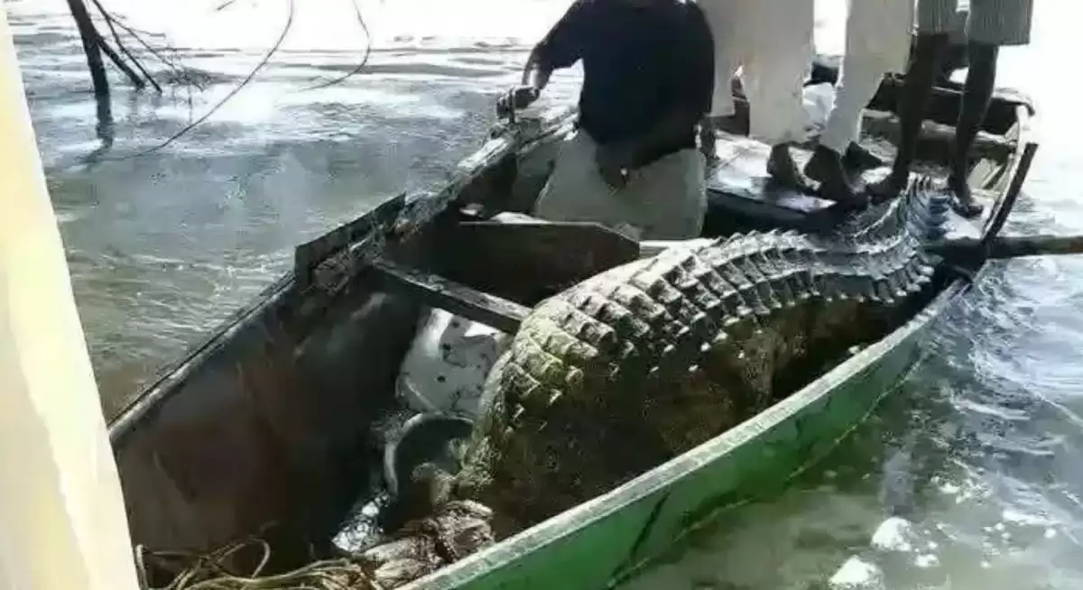 مصرع شاب في هجوم تمساح بمدينة سودانية