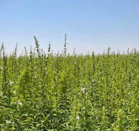 والي النيل الأبيض يدشن حصاد السمسم بالجبلين ويبشر بإنتاجية عالية