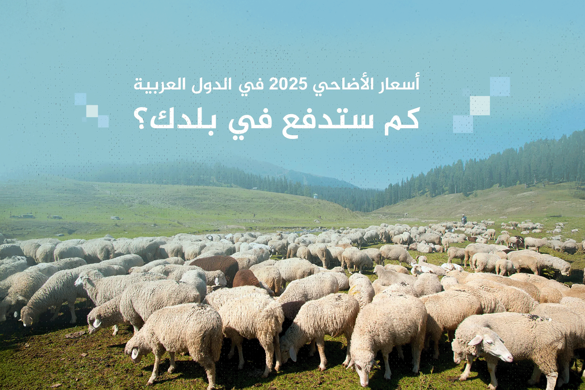 أسعار الأضاحي 2025 عربيا.. فلسطين الأغلى واليمن الأرخص020 أسعار الأضاحي 2025 عربيا.. فلسطين الأغلى واليمن الأرخص