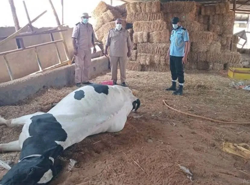 الوحدة الليبية تطلق خطة عمل لمحاصرة الحمى القلاعية