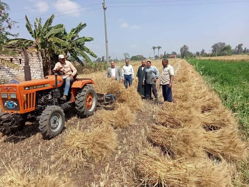 زيادة في توريد القمح المحلي بمصر دون طموحات الحكومة